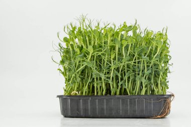 Bezelye mikroçayırları taze yeşil filizler kabın içinde yoğun bir şekilde büyüyorlar.
