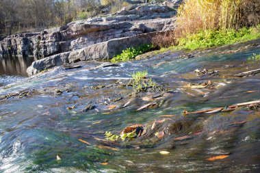 Sonbahar bitkileri ve taşlarla kayaların üzerinden akan sığ nehir akıntısı
