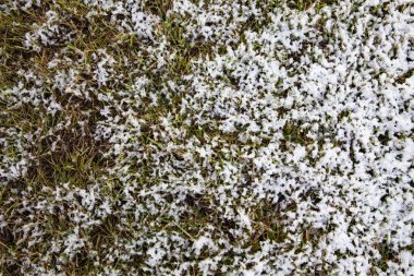 Yeşil çimenlerin üzerinde ilk kar doğal kış dokusu yaratıyor.