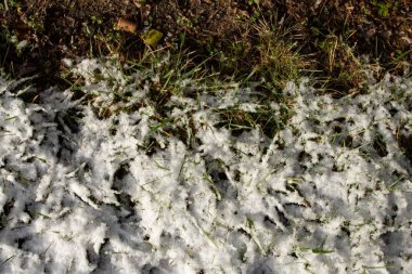 Yeşil çimenlerin üzerinde eriyen kar, kışın mevsimsel değişimini gösteriyor.