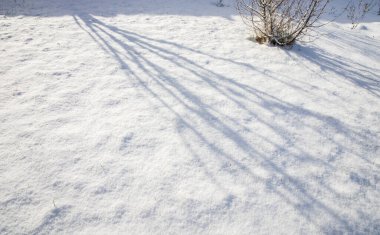 Temiz beyaz kar yüzeyine dökülen çıplak çalıların uzun kış gölgeleri