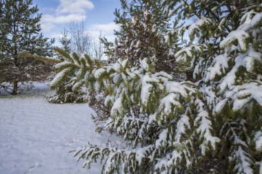 Kış bahçesinde her yer karla kaplıydı. Sakin mevsimlik açık hava manzarası yaratıyordu.