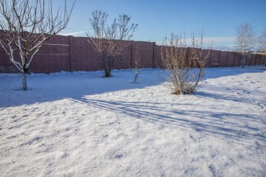 Kış karlı arka bahçesinde ağaçlar, çalılar ve güneşli sabahlarda uzun gölgeler.