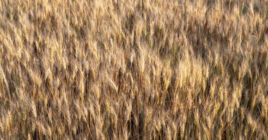 Yaz mevsiminde altın buğday tarlası geçmişi