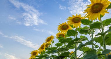 Mavi gökyüzünde açan ayçiçekleri parlak doğal yaz arkaplanı oluşturuyor.