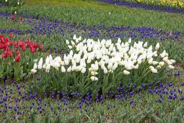 Bahar bahçesinde mor üzümlü, beyaz ve kırmızı laleler.