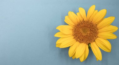 Tasarım için kopya alanı olan mavi arkaplanda ayçiçeği