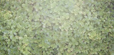 Yeşil ısırgan otu doğal arkaplan dokusunu yumuşak, hafif yaz bitkileriyle bırakır.