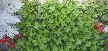 Yeşil ısırgan otu doğal arkaplan dokusunu yumuşak, hafif yaz bitkileriyle bırakır.