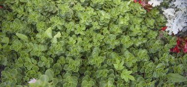 Yeşil ısırgan otu doğal arkaplan dokusunu yumuşak, hafif yaz bitkileriyle bırakır.