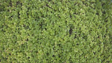 Yeşil ısırgan otu doğal arkaplan dokusunu yumuşak, hafif yaz bitkileriyle bırakır.