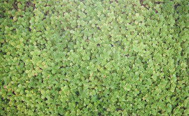 Yeşil ısırgan otu doğal arkaplan dokusunu yumuşak, hafif yaz bitkileriyle bırakır.