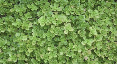 Yeşil ısırgan otu doğal arkaplan dokusunu yumuşak, hafif yaz bitkileriyle bırakır.