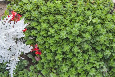 Bahçe düzeninde dekoratif yeşilliklerle süslenmiş yeşil zemin örtüsü bitkileri.