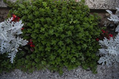 Bahçe düzeninde dekoratif yeşilliklerle süslenmiş yeşil zemin örtüsü bitkileri.