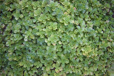 Yeşil sulu bitki dokusu tekrarlanan şablonla doğal botanik arkaplan oluşturur