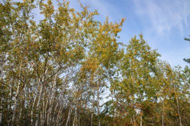 İnce beyaz gövdeleri ve mavi gökyüzünün altında sarı yaprakları olan sonbahar huş ağacı ormanı