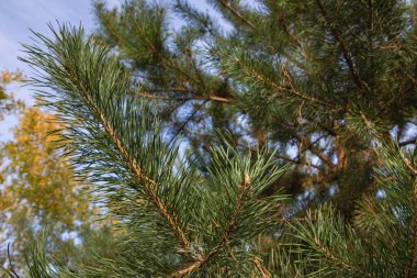 Çam ağacı dalları ve doğal orman ortamında taze yeşil iğneler.