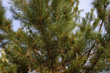 Çam ağacı dalları ve doğal orman ortamında taze yeşil iğneler.