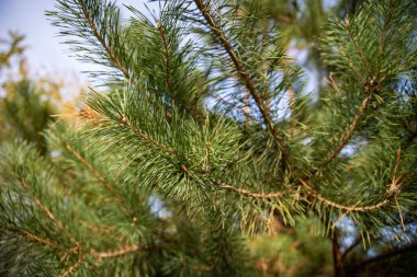 Yeşil çam dalı ve yumuşak orman arka planında doğal gün ışığında iğneler.