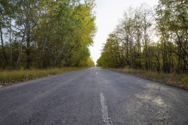 Sonbahar ormanlarında perspektif ve yok olma noktasıyla boş asfalt yol