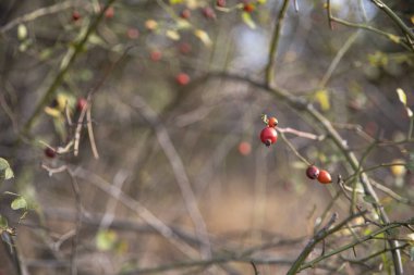 Dikenli dallarda kırmızı gül kalçaları ve sarı sonbahar yaprakları doğal arka plan