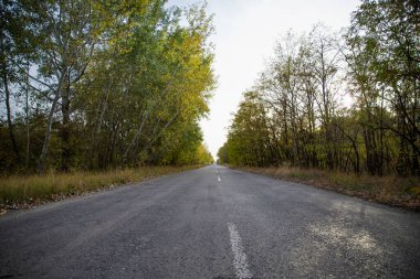 Her iki tarafında ağaçlar olan sonbahar ormanlarında uzanan boş asfalt yolu.