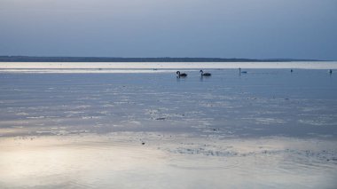 Sakin göl suyunda yüzen kuğular yumuşak yansımalarla sakin bir akşam boyunca