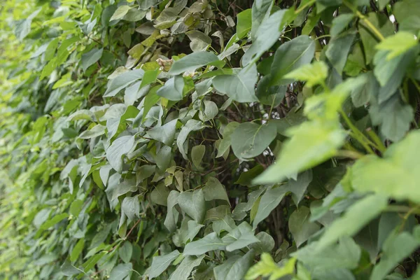 Yeşil ısırgan otu doğal arkaplan dokusunu yumuşak, hafif yaz bitkileriyle bırakır.