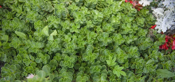 Yeşil ısırgan otu doğal arkaplan dokusunu yumuşak, hafif yaz bitkileriyle bırakır.