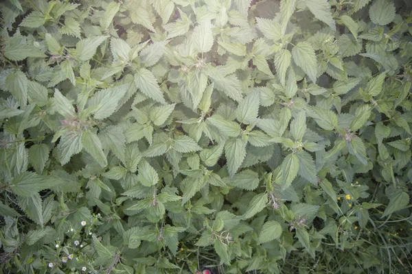 Yeşil ısırgan otu doğal arkaplan dokusunu yumuşak, hafif yaz bitkileriyle bırakır.