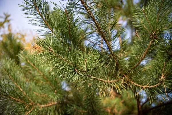 Yeşil çam dalı ve yumuşak orman arka planında doğal gün ışığında iğneler.