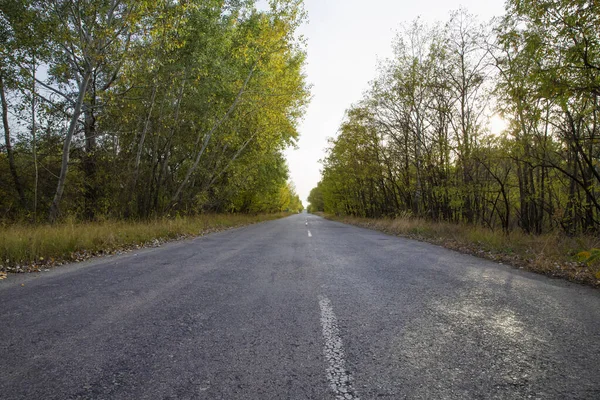 Sonbahar ormanlarında perspektif ve yok olma noktasıyla boş asfalt yol