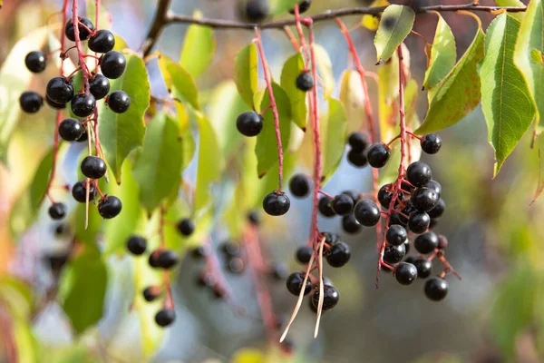 Sonbaharda ağaç dallarında yeşil yapraklarla sallanan kara dutlar.