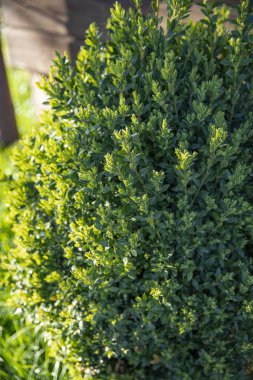 Bahçede büyüyen yeşil süs çalısı güneş ışığında ahşap duvarın yanında.