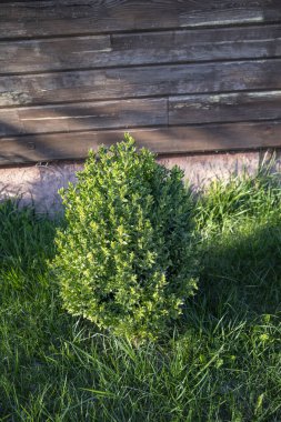 Bahçede büyüyen yeşil süs çalısı güneş ışığında ahşap duvarın yanında.