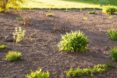 Bahçe toprağında yetişen genç bitkiler güneşli bahar günlerinde