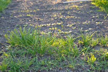 Bahar mevsiminin başlarında toprak sıralarında büyüyen genç yeşil fideler.