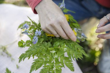Eller açık havada masasında karahindiba demetini düzenliyor.