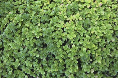 Yoğun yeşil zemin örtüsü bitkileri doğal doku arka plan görünümünü oluşturur