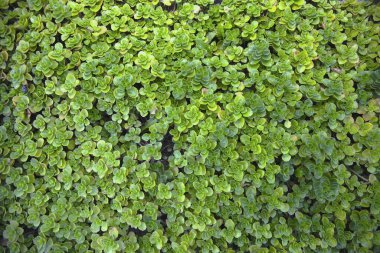 Yoğun yeşil zemin örtüsü bitkileri doğal doku arka plan görünümünü oluşturur