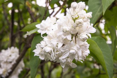 Bahar arkaplanı olarak yeşil yapraklı dallarda açan beyaz leylak çiçekleri.