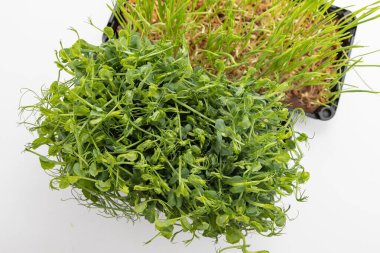 Plastik tepside bezelye mikroçimleri ve beyaz arka planda buğday çimleri.