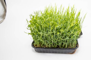 Beyaz zemin üzerinde izole plastik tepside büyüyen bezelye mikroçerezleri