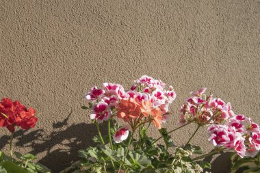Pembe ve mercan sardunya çiçekleri güneş ışığında dokulu dış duvarın yanında yetişiyor.