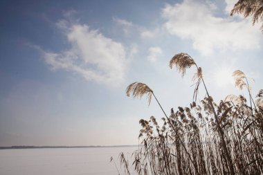 Kuru kamış bitkileri donmuş göl boyunca mavi gökyüzünün altında güneş ışığı altında