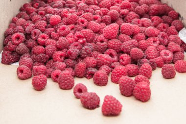 Taze olgun kırmızı ahududular sağlıklı beslenme ve tasarım kullanımı için tam çerçeve arkaplan dokusu