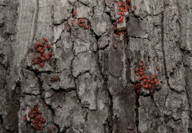 Kaba ağaç kabuğu yüzeyi üzerinde kırmızı kalkan perileri kümesi yakın görünüm