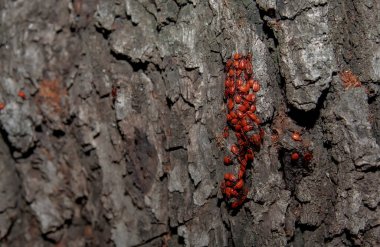 Kaba ağaç kabuğu yüzeyi üzerinde kırmızı kalkan perileri kümesi yakın görünüm