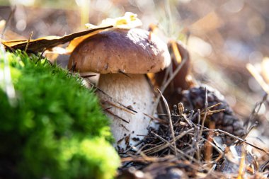Yosun çam iğneleri ve kuru yapraklar arasında orman mantarı boletusu.